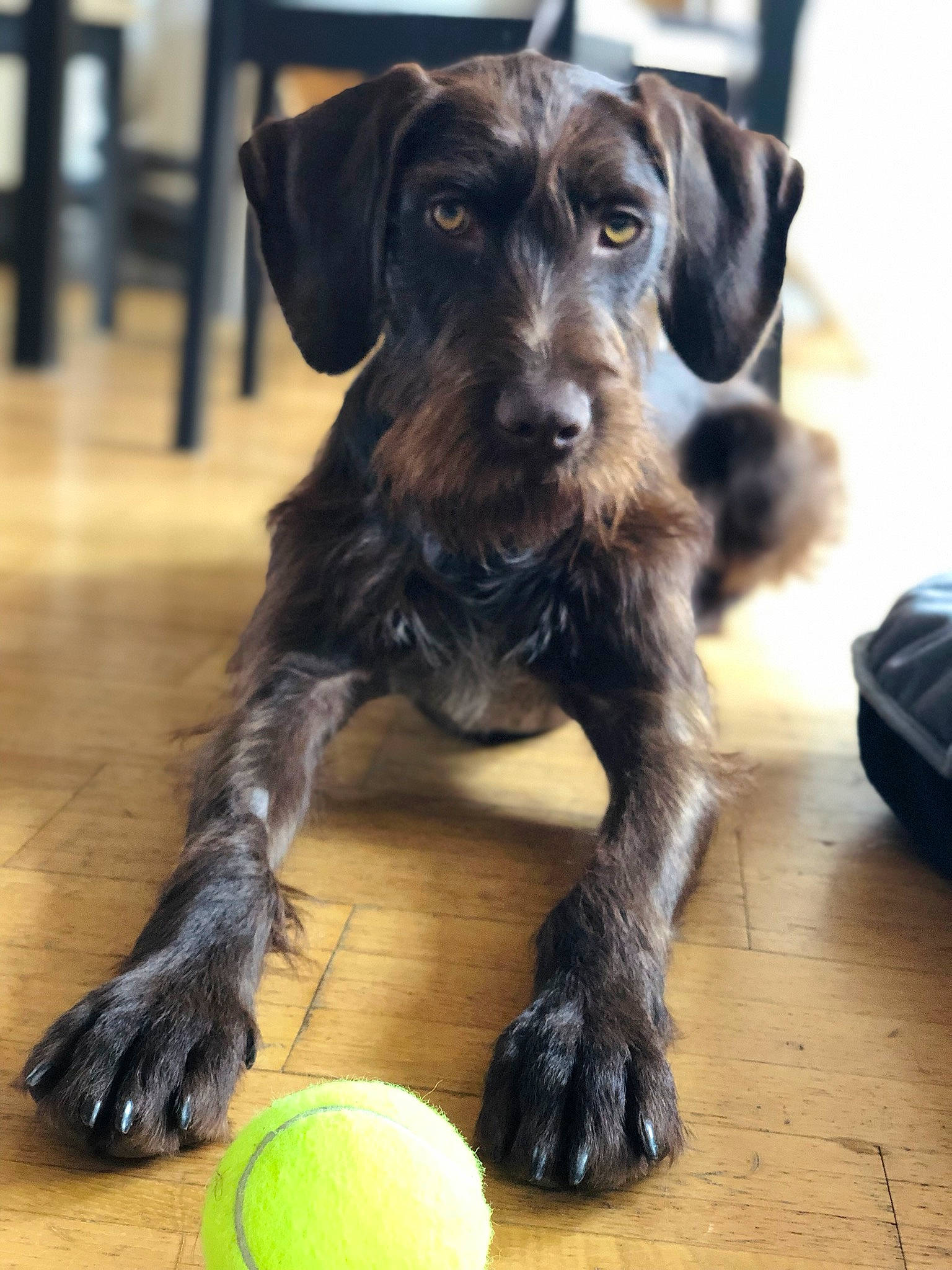 Orphée participe au concours pour gagner de l'argent avec cette photo : borador, canidae, carnivore, companion_dog, dog, dog_breed, flooring, fur, hardwood, hunting_dog, lime, liver, metal, puppy, snout, sporting_group, tennis_ball, terrestrial_animal, working_animal, working_dog