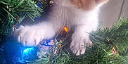 Riot joined the competition — help win amazing prizes! accessories, animal, cat, christmas, christmasdecorations, christmastree, conifer, festival, fir, kitten, light, lighting, manx, ornament, pet, plant, pottedplant, sphere, tree, vegetation