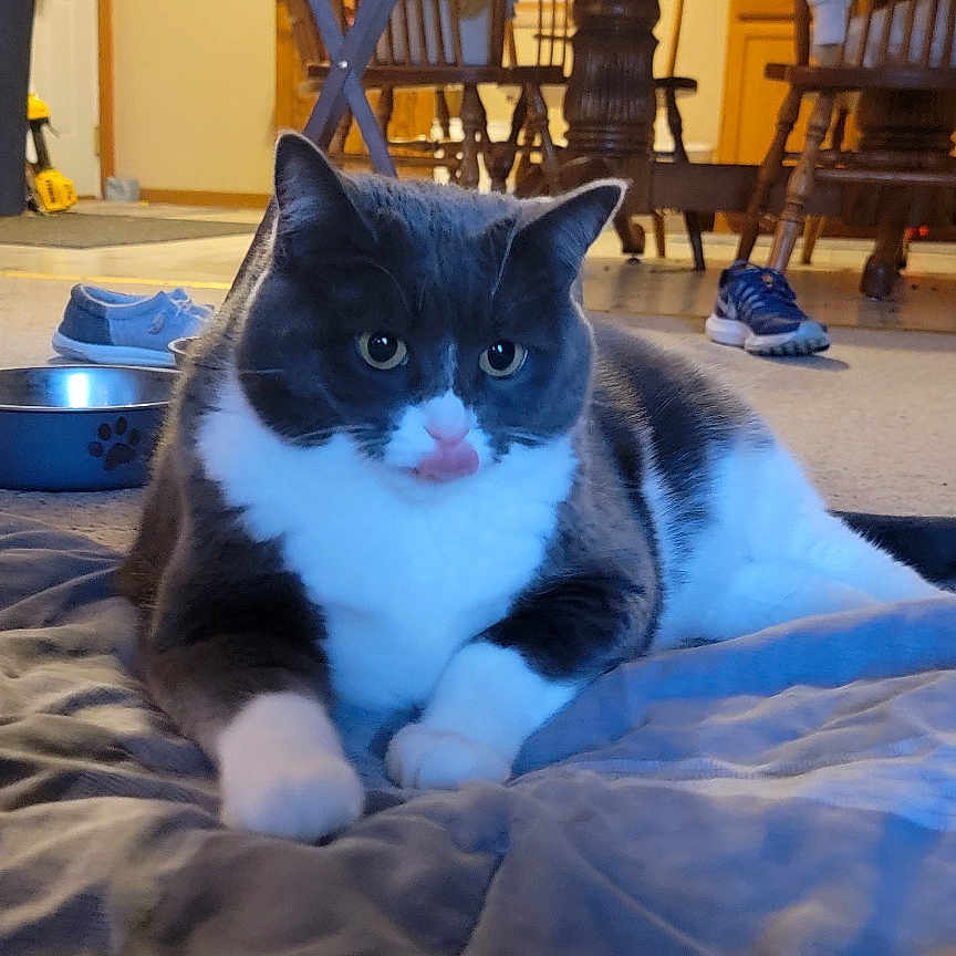 Karen Bubbles Reed is registered to the contest to win money with this photo: blanket, carpet, cat, chair, cozy, dining_table, domestic_animal, feline, floor, gray_cat, home_interior, indoor, pet, quiet, relaxed, shoe, tongue_out, water_bowl, white_cat, wooden_furniture