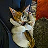 Ally is registered to the contest to win money with this photo: kitten, cat, animal, pet, playing, licking, fur, white_paws, orange_pillow, couch, indoor, cute, small, resting, furry, companion, closeup, relaxed, cozy, blurred