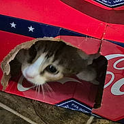 Ally is registered to the contest to win money with this photo: cat, kitten, cardboard_box, coca_cola, hole, curious, pet, indoor, floor, tile, red, white, black, fur, whiskers, animal, cute, playful, small, young