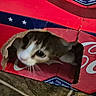 cat, kitten, cardboard_box, coca_cola, hole, curious, pet, indoor, floor, tile, red, white, black, fur, whiskers, animal, cute, playful, small, young