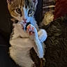 Ally joined the competition — help win amazing prizes! kitten, cat, paw, licking, grooming, feline, cute, pet, indoor, cozy, quilt, cushion, fur, animal, whiskers, ears, closeup, relaxing, small, young