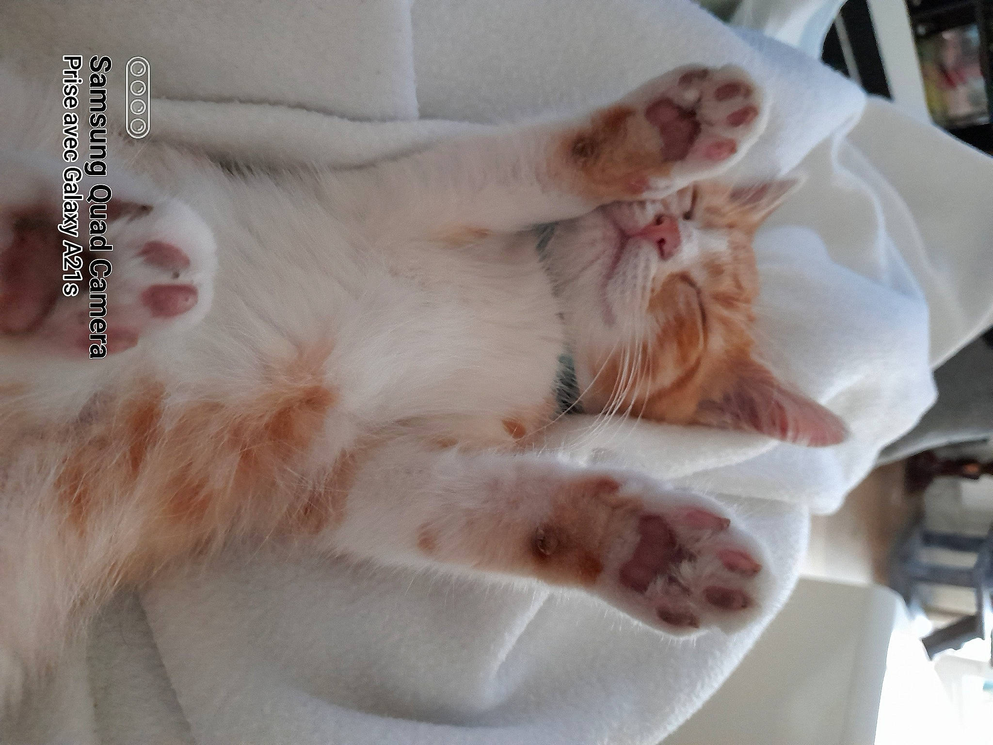Rouky participe au concours pour gagner de l'argent avec cette photo : bed, carnivore, cat, claw, comfort, domestic_short_haired_cat, fashion_accessory, fawn, felidae, fur, gesture, jewellery, linens, nail, nap, paw, small_to_medium_sized_cats, tail, whiskers