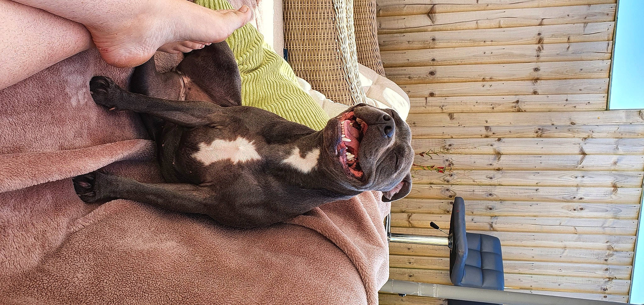 Bramble is registered to the contest to win money with this photo: carnivore, comfort, companion_dog, dog, dog_breed, fawn, felidae, foot, fur, hand, human_leg, leg, small_to_medium_sized_cats, snout, sunglasses, tail, weimaraner, whiskers, wood, working_animal