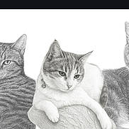 Storms is registered to the contest to win money with this photo: animal, artwork, cat, cute, detailed, drawing, feline, fur, illustration, monochrome, pencil_sketch, pet, portrait, realistic_drawing, relaxed, resting, shading, texture, three_cats, white_background