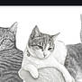 animal, artwork, cat, cute, detailed, drawing, feline, fur, illustration, monochrome, pencil_sketch, pet, portrait, realistic_drawing, relaxed, resting, shading, texture, three_cats, white_background