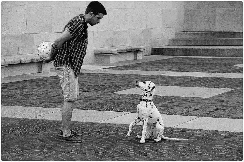 Helfy a rejoint le concours — aidez-le/la à gagner de superbes lots ! black, black_and_white, canidae, carnivore, child, companion_dog, dalmatian, dog, dog_breed, leg, monochrome, monochrome_photography, non_sporting_group, photograph, photography, sidewalk, snapshot, standing, stock_photography, white
