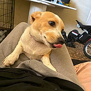 Tearie joined the competition — help win amazing prizes! dog, pet, indoor, lap, playful, tongue_out, tan_and_white, person, clothing, table, toy_motorcycle, floor, home, casual, cage, black_shirt, gray_pants, blurred_background, furniture, animal