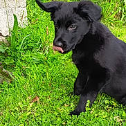 Aïko participe au concours pour gagner de l'argent avec cette photo : adorable, animal, black_dog, cute, dog, ears, fur, grass, grass_field, greenery, muzzle, nature, outdoor, pet, playful, puppy, sitting, sunlight, tongue, young_dog