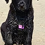 Aïko participe au concours pour gagner de l'argent avec cette photo : alert, animal, beach, black_dog, canine, cute, dog, fur, harness, nature, outdoor, pet, puppy, sand, sitting, summer, sunlight, water_play, wet_fur, young_dog