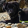 Aïko participe au concours pour gagner de l'argent avec cette photo : animal, black_fur, closeup, collar, cute, daylight, dog, eyes, fur, leash, lying_down, nature, outdoor, pebbles, pet, portrait, puppy, rocks, snout, young_dog