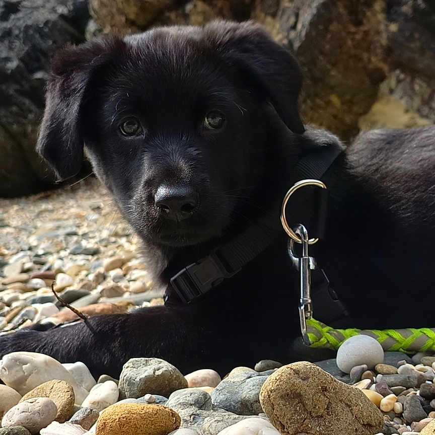 Aïko participe au concours pour gagner de l'argent avec cette photo : animal, black_fur, closeup, collar, cute, daylight, dog, eyes, fur, leash, lying_down, nature, outdoor, pebbles, pet, portrait, puppy, rocks, snout, young_dog