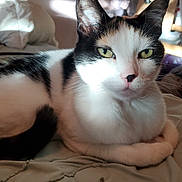 Lucy is registered to the contest to win money with this photo: cat, black_and_white, pet, indoor, bed, blanket, resting, fur, animal, whiskers, ears, eyes, nose, paws, domestic, feline, cute, relaxed, sunlight, home