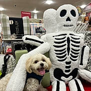 Casper is registered to the contest to win money with this photo: dog, skeleton, plush_toy, stuffed_animal, pet, small_dog, white_dog, store, retail, shelves, shopping, indoor, halloween, spooky, costume, sitting, tongue_out, portrait, phone_screenshot, display