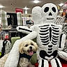 dog, skeleton, plush_toy, stuffed_animal, pet, small_dog, white_dog, store, retail, shelves, shopping, indoor, halloween, spooky, costume, sitting, tongue_out, portrait, phone_screenshot, display