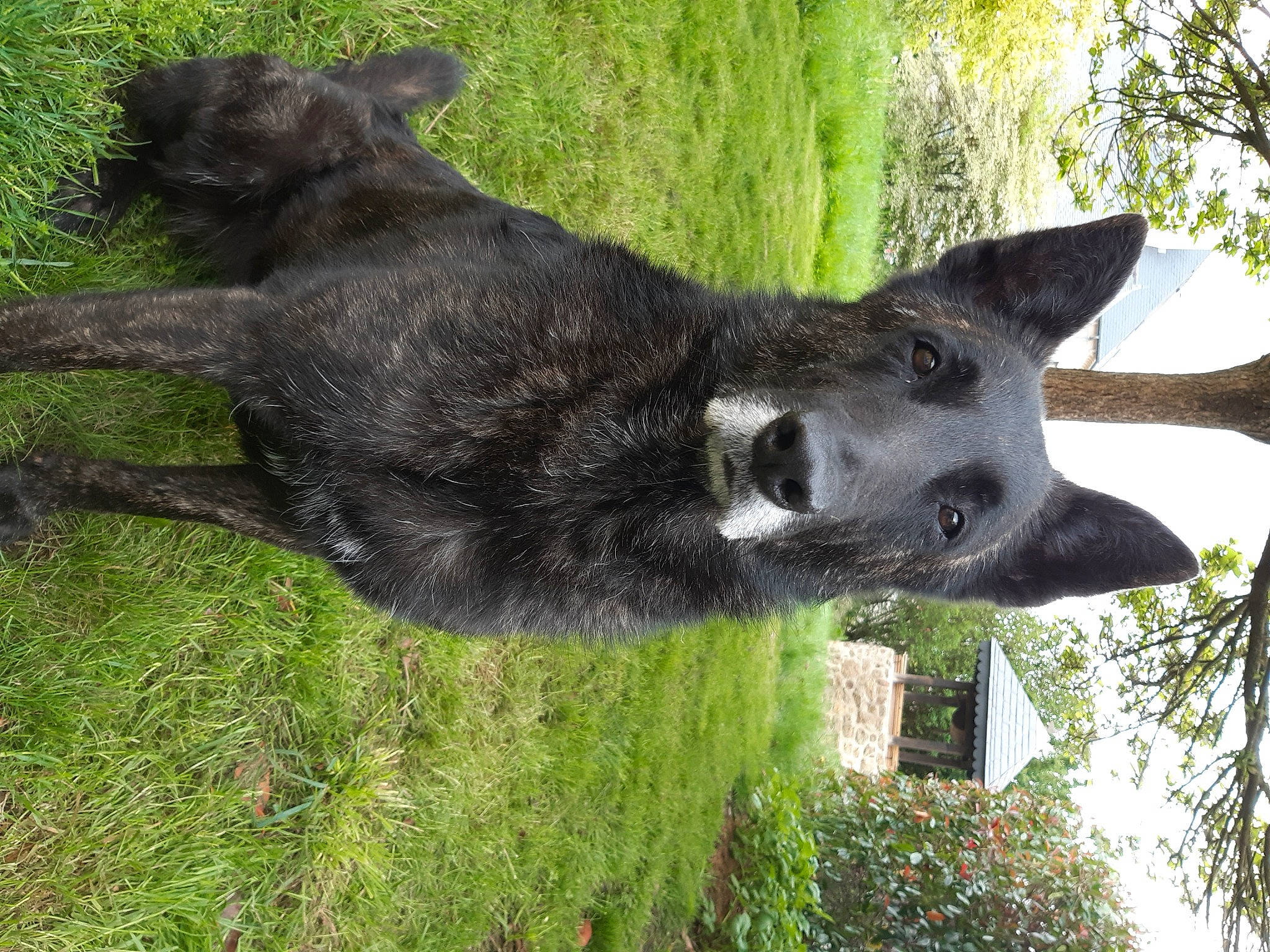 Love a rejoint le concours — aidez-le/la à gagner de superbes lots ! black_norwegian_elkhound, canidae, carnivore, dog, dog_breed, kai_ken, mammal, sporting_group, vertebrate