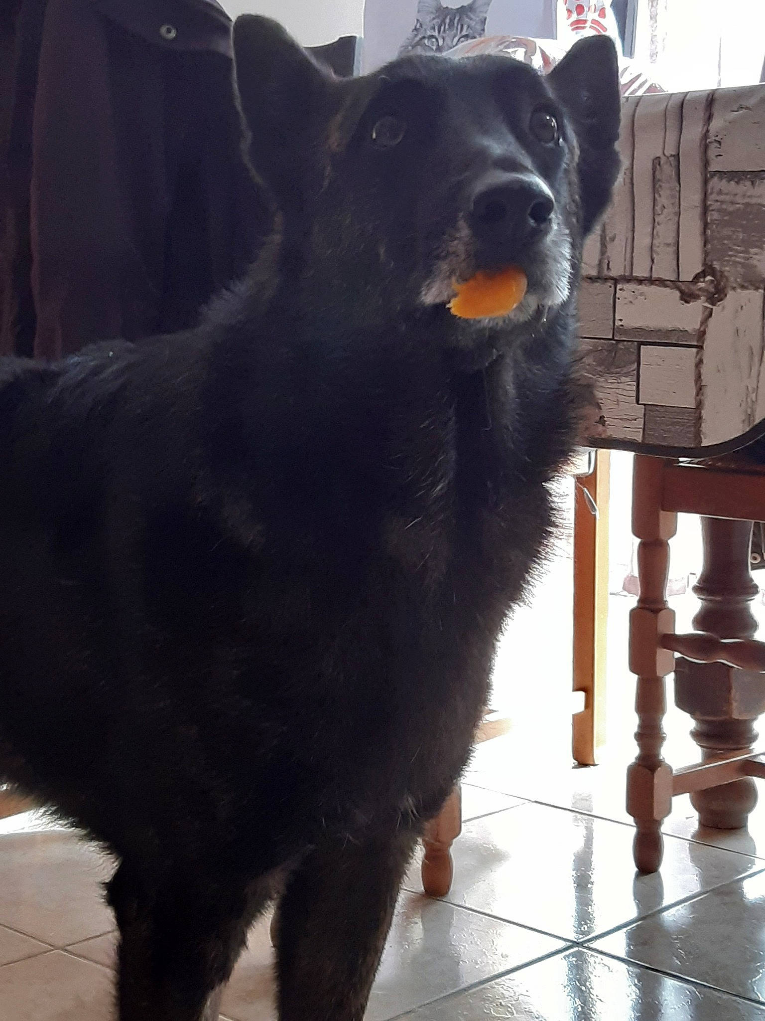 Love participe au concours pour gagner de l'argent avec cette photo : canidae, carnivore, dog, dog_breed, mammal, schipperke, snout, sporting_group, tail, vertebrate