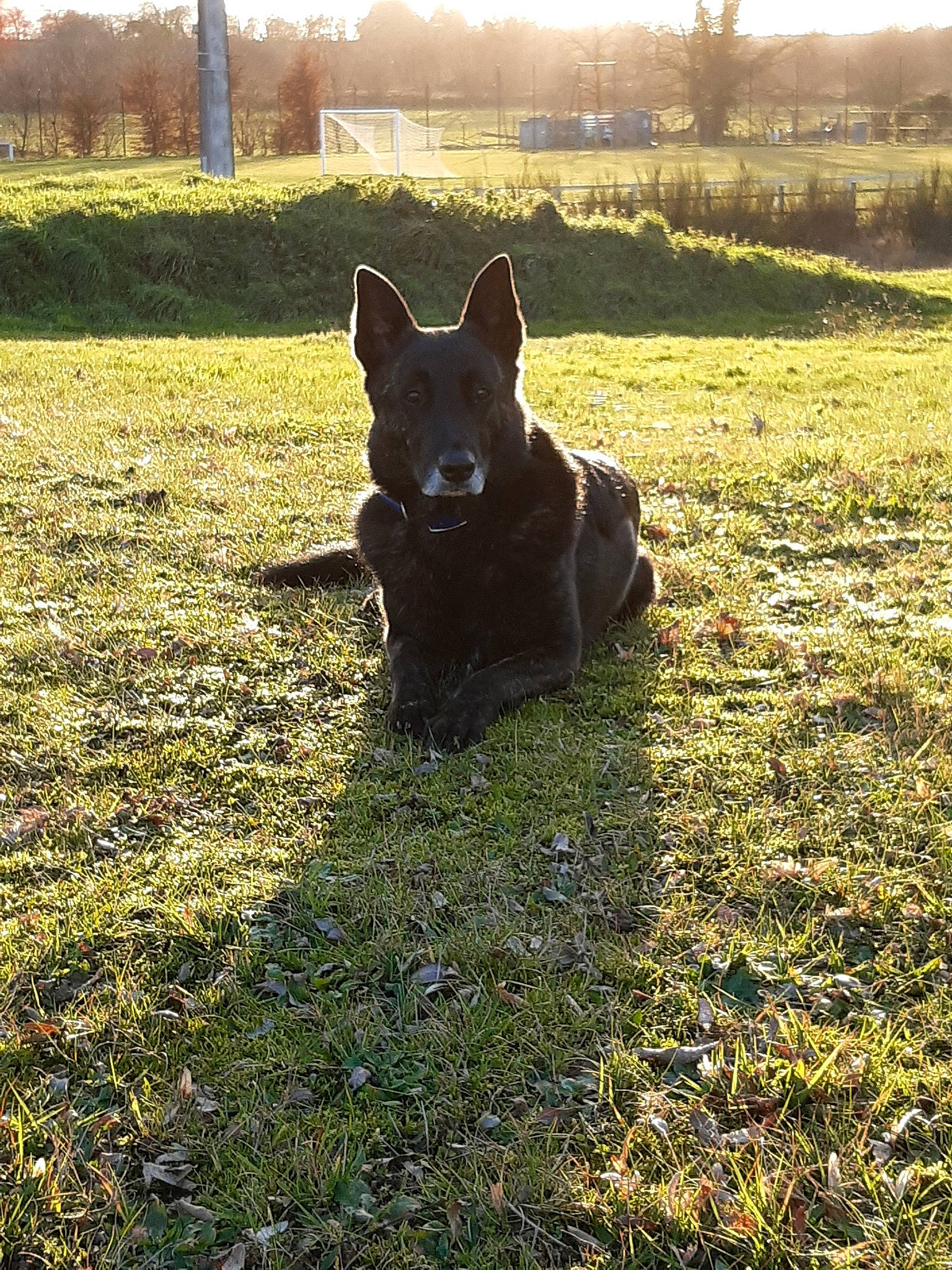 Love participe au concours pour gagner de l'argent avec cette photo : canidae, carnivore, dog, dog_breed, ear, german_shepherd_dog, grass, lawn, mammal, plant, schipperke, vertebrate