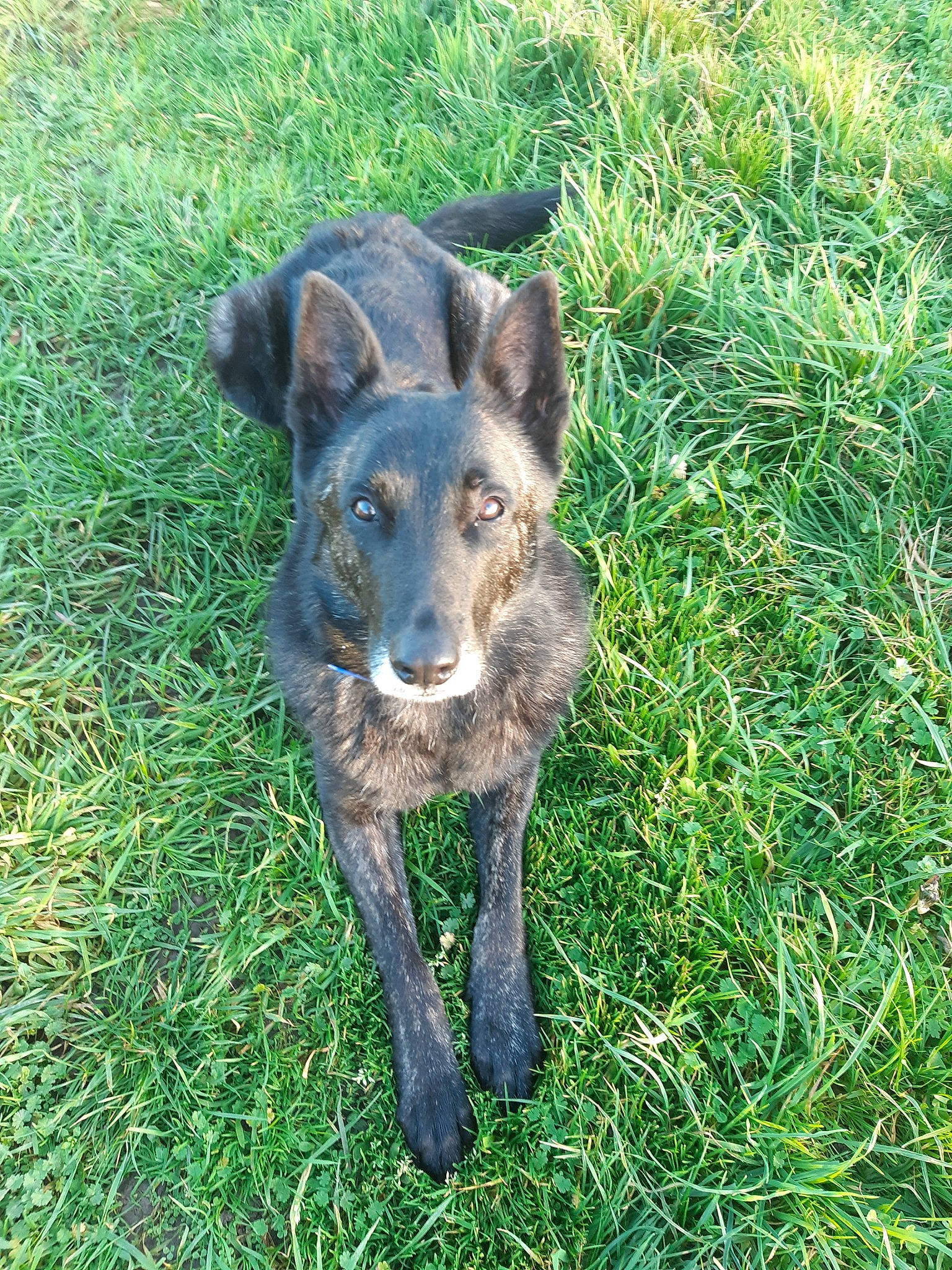 Love participe au concours pour gagner de l'argent avec cette photo : canidae, carnivore, dog, dog_breed, grass, mammal, sporting_group, vertebrate