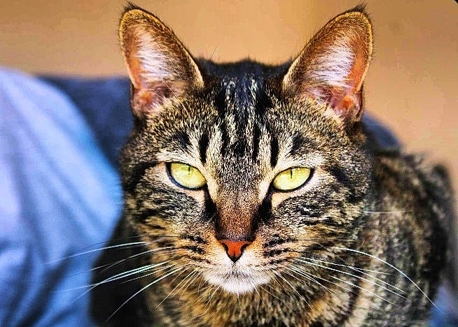 Stella a rejoint le concours — aidez-le/la à gagner de superbes lots ! carnivore, cat, close_up, domestic_short_haired_cat, felidae, fur, hair, small_to_medium_sized_cats, snout, terrestrial_animal, tree, whiskers, wildlife