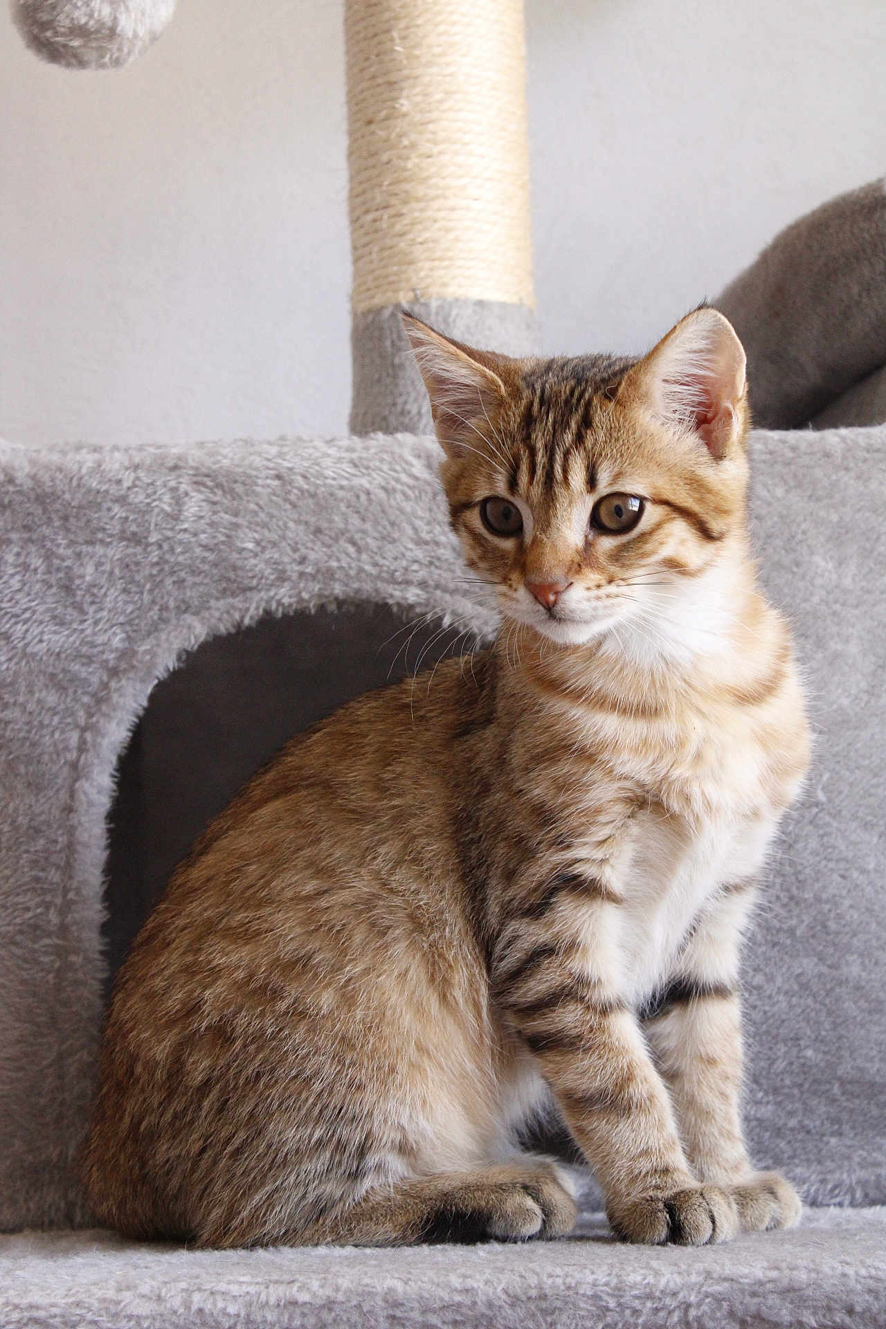 Akito a rejoint le concours — aidez-le/la à gagner de superbes lots ! cat, kitten, tabby, fur, sitting, ears, whiskers, eyes, pet, animal, cute, gray, plush, cat_tree, indoor, young, feline, portrait, soft, curious