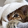 Akito participe au concours pour gagner de l'argent avec cette photo : cat, paw, blanket, fur, cozy, closeup, cute, pet, animal, soft, whiskers, tabby, indoor, relaxing, sleepy, eye, claw, mammal, comfort, nap