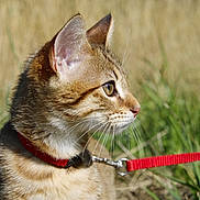 Akito participe au concours pour gagner de l'argent avec cette photo : cat, kitten, tabby, close_up, collar, leash, outdoor, grass, nature, fur, animal, pet, whiskers, profile, young, cute, curious, mammal, small, focus