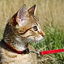 animal, cat, close_up, collar, curious, cute, focus, fur, grass, kitten, leash, mammal, nature, outdoor, pet, profile, small, tabby, whiskers, young