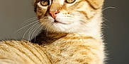 Akito a rejoint le concours — aidez-le/la à gagner de superbes lots ! cat, tabby, fur, close_up, pet, animal, whiskers, ears, eyes, relaxed, indoor, portrait, mammal, feline, cute, domestic, laying, focus, sunlight, soft_light