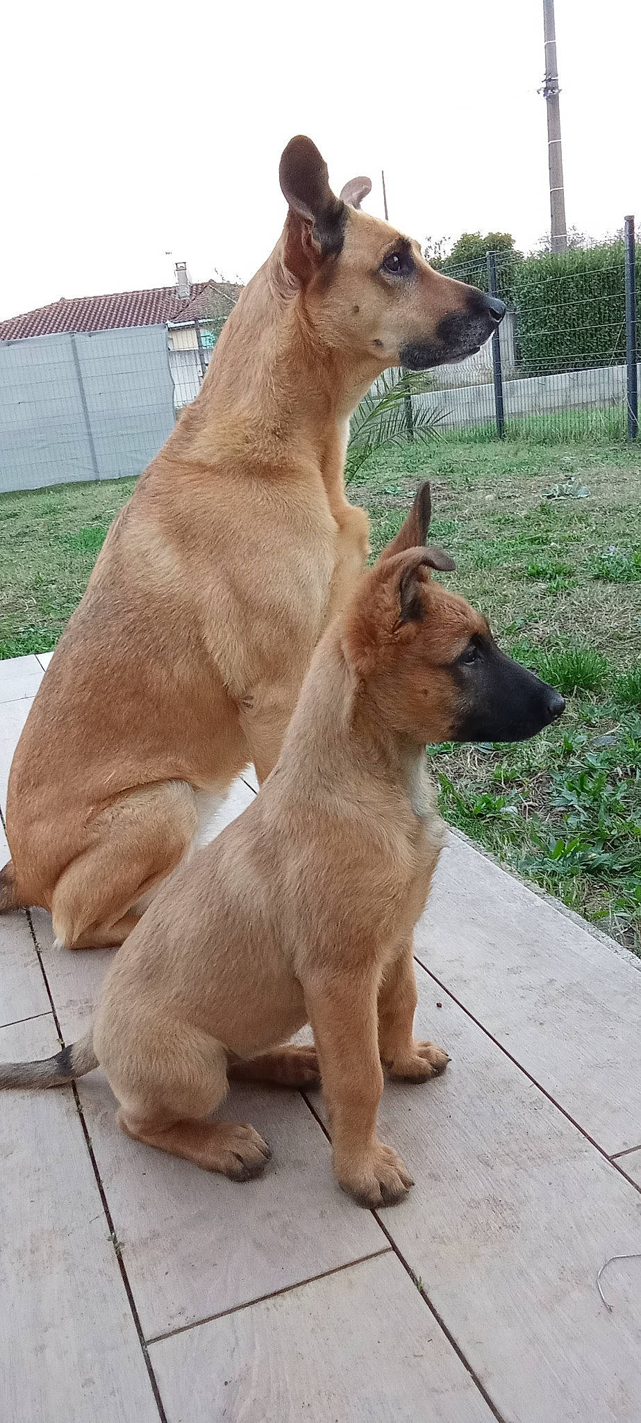 Dalie Et Louna participe au concours pour gagner de l'argent avec cette photo : canidae, carnivore, collar, companion_dog, dog, dog_breed, dog_collar, dog_supply, fawn, fence, liver, pet_supply, plant, snout, sporting_group, tail, terrestrial_animal, whiskers, wildlife, working_animal