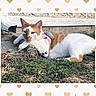 cat, orange_and_white, pet, animal, harness, outdoor, grass, clover, garden, lying_down, relaxed, portrait, close_up, feline, whiskers, ears, eyes, white_fur, orange_fur, heart_border