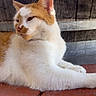 Autumn joined the competition — help win amazing prizes! cat, orange_and_white, feline, pet, animal, lying_down, relaxed, portrait, whiskers, ears, eyes, paws, fur, wooden_deck, porch, barrel, outdoor, rustic, sunlight, closeup