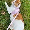 Autumn joined the competition — help win amazing prizes! cat, kitten, orange_and_white, grass, outdoor, pet, harness, leash, pink, lying_down, sitting, feline, animal, fur, tail, ears, whiskers, garden, nature, portrait