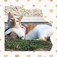 Autumn is registered to the contest to win money with this photo: cat, orange_and_white, feline, pet, animal, grass, outdoors, harness, pink_harness, lying_down, relaxed, portrait, close_up, greenery, rustic_wall, background, heart_pattern, sunlight, whiskers, eyes