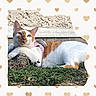 cat, orange_and_white, feline, pet, animal, grass, outdoors, harness, pink_harness, lying_down, relaxed, portrait, close_up, greenery, rustic_wall, background, heart_pattern, sunlight, whiskers, eyes
