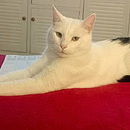 Voyou participe au concours pour gagner de l'argent avec cette photo : cat, white_cat, black_spots, stretching, red_surface, indoor, furniture, home, relaxed, pet, animal, cute, ears, whiskers, tail, eyes, paws, resting, domestic, cozy