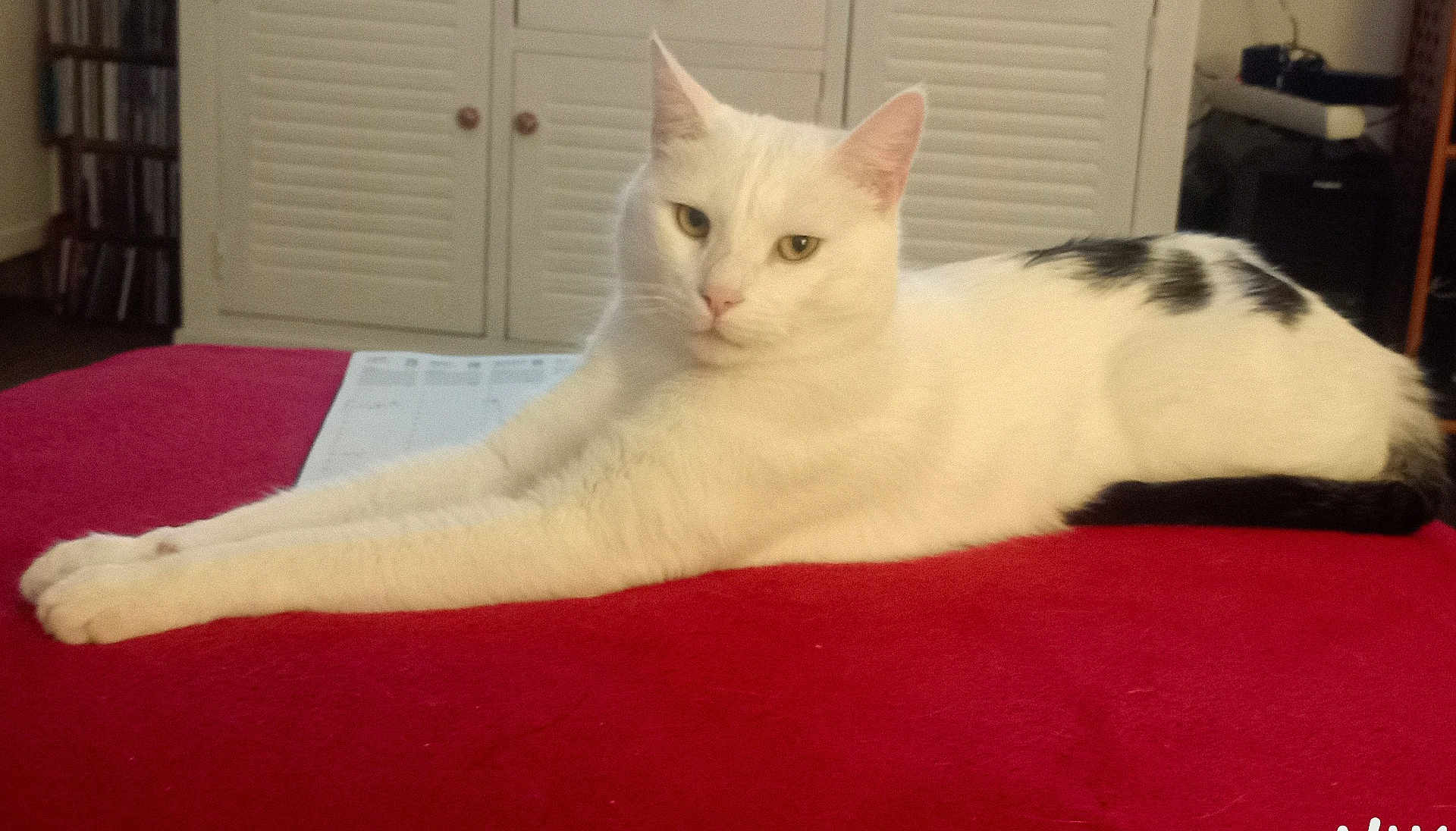 Voyou participe au concours pour gagner de l'argent avec cette photo : cat, white_cat, black_spots, stretching, red_surface, indoor, furniture, home, relaxed, pet, animal, cute, ears, whiskers, tail, eyes, paws, resting, domestic, cozy