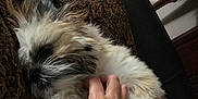 Lady joined the competition — help win amazing prizes! baby_gate, black, brown, carpet, cozy, cushion, dog, fluffy, fur, furniture, hand, home, indoor, patterned, paw, pet, relaxed, resting, sleeping, white