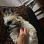 baby_gate, black, brown, carpet, cozy, cushion, dog, fluffy, fur, furniture, hand, home, indoor, patterned, paw, pet, relaxed, resting, sleeping, white