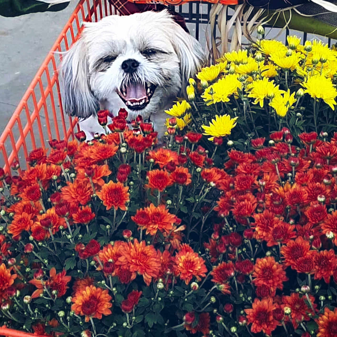 Lady joined the competition — help win amazing prizes! animal, canine, closeup, colorful, cute, dog, flowers, fur, garden, greenery, happy, nature, orange_flowers, outdoor, pet, plant, shopping_cart, smiling, spring, yellow_flowers