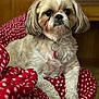 Lady joined the competition — help win amazing prizes! animal, collar, comfortable, companion, cozy, cute, dog, domestic, fluffy, fur, home, indoor, looking, lying_down, pet, polka_dots, portrait, red_blanket, relaxed, small_dog