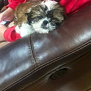Lady is registered to the contest to win money with this photo: armrest, casual, comfort, companion, couch, cute, dog, furry, home, indoor, leather, person, pet, phone, puppy, red_sweatshirt, relaxation, resting, small_dog, wood_floor