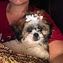 Lady is registered to the contest to win money with this photo: adorable, animal, arm, bow, closeup, companion, cozy, cuddle, cute, dog, face, fluffy, fur, indoor, person, pet, pet_owner, portrait, puppy, resting