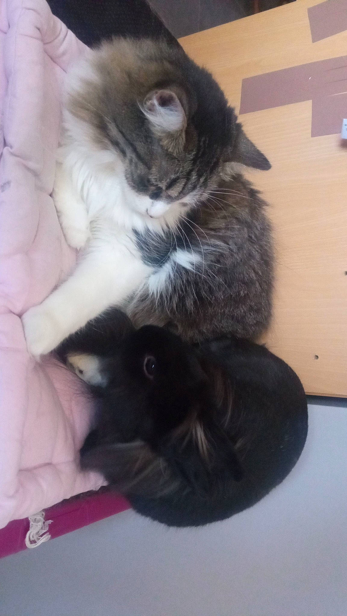 Alden a rejoint le concours — aidez-le/la à gagner de superbes lots ! carnivore, cat, claw, comfort, companion_dog, dog_breed, domestic_short_haired_cat, felidae, flooring, fur, hardwood, paw, small_to_medium_sized_cats, tail, whiskers