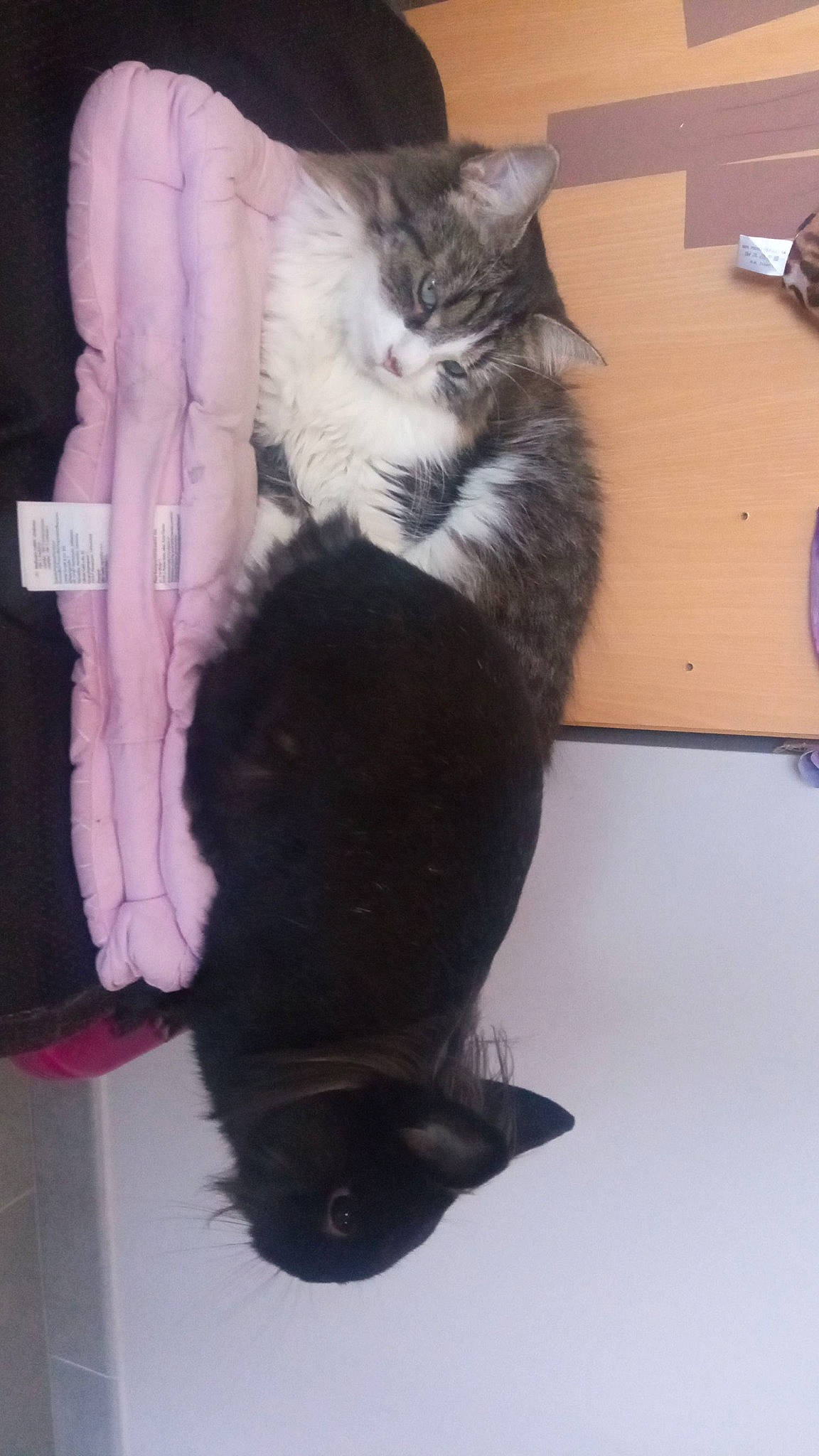 Alden participe au concours pour gagner de l'argent avec cette photo : canidae, carnivore, cat, claw, comfort, companion_dog, dog_breed, domestic_short_haired_cat, felidae, flooring, formal_wear, fur, hardwood, mammal, paw, small_to_medium_sized_cats, snout, tail, vertebrate, whiskers