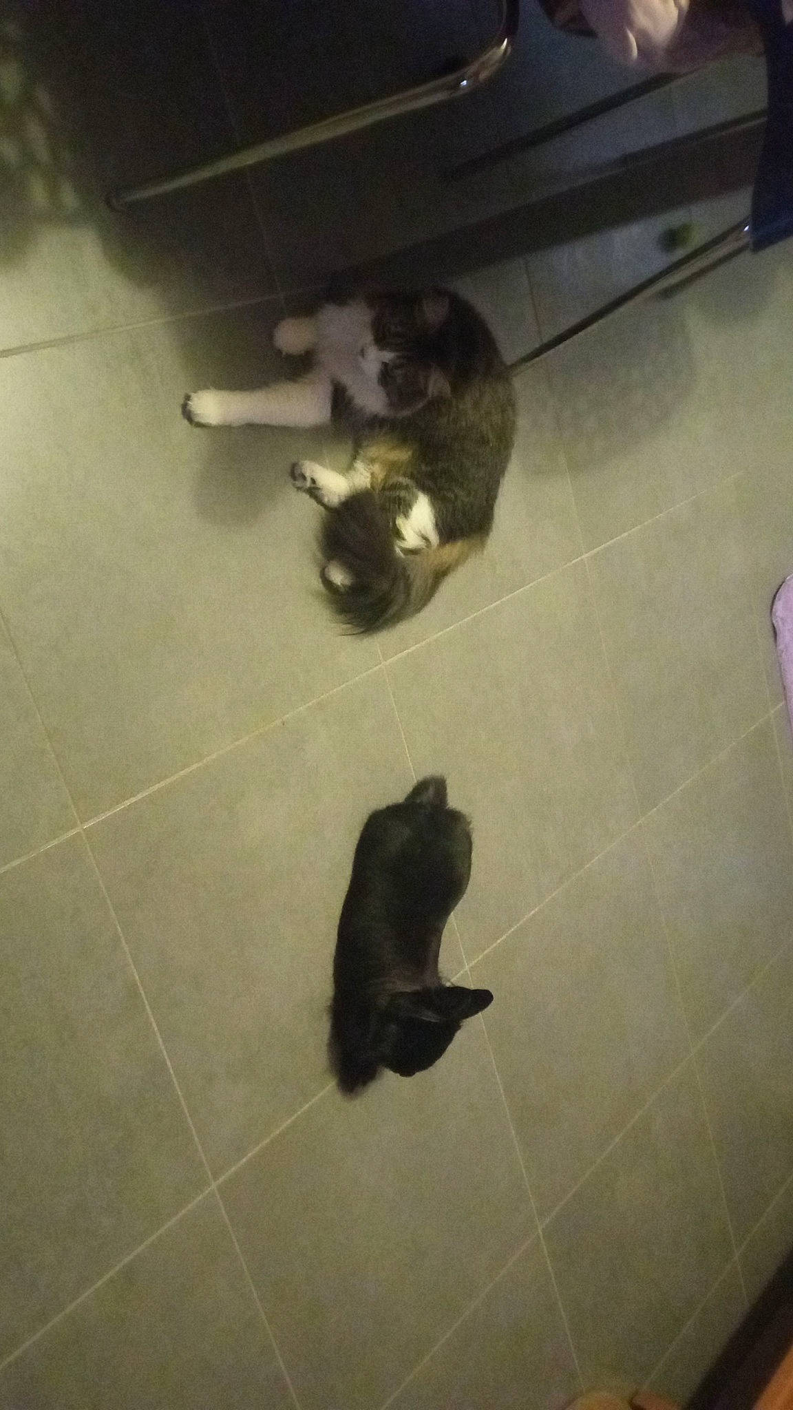 Alden a rejoint le concours — aidez-le/la à gagner de superbes lots ! carnivore, cat, comfort, companion_dog, dog_breed, felidae, floor, flooring, fur, hardwood, room, shadow, small_to_medium_sized_cats, snout, sporting_group, tail, tile, tints_and_shades, whiskers, wood