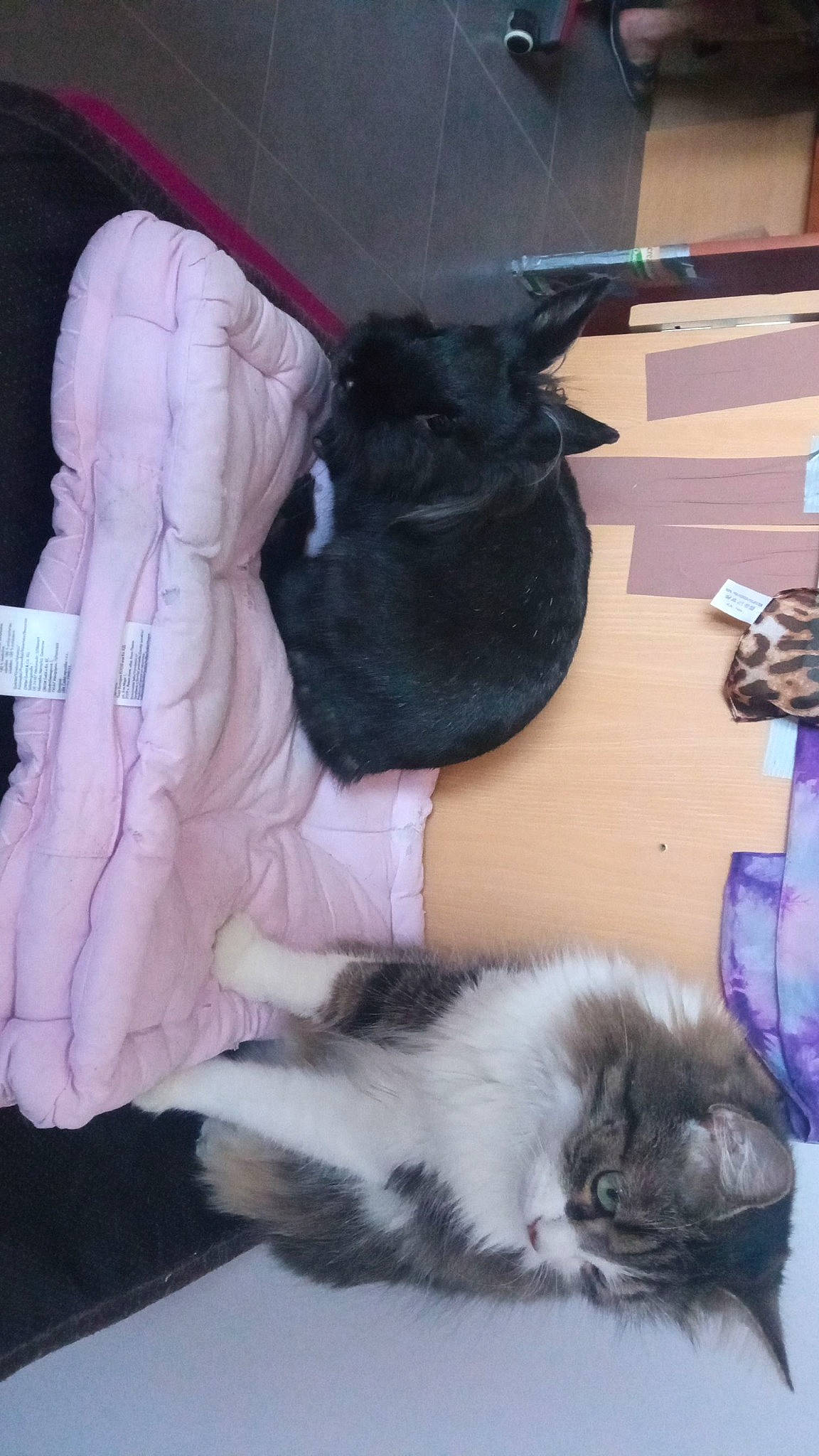 Alden a rejoint le concours — aidez-le/la à gagner de superbes lots ! black_cat, british_longhair, canidae, carnivore, cat, claw, comfort, companion_dog, dog_breed, domestic_short_haired_cat, felidae, flooring, fur, paw, small_to_medium_sized_cats, tail, whiskers