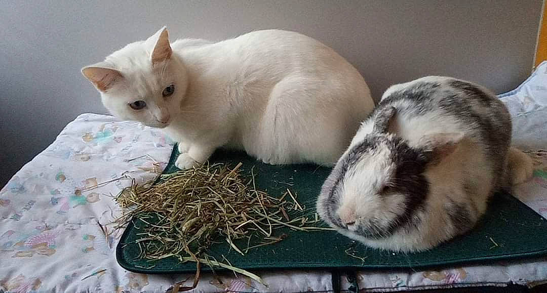 Sethi participe au concours pour gagner de l'argent avec cette photo : animal_shelter, cat, comfort, domestic_rabbit, fawn, felidae, fur, hay, livestock, mammal, pet_supply, rabbit, rabbits_and_hares, small_to_medium_sized_cats, snout, straw, tail, terrestrial_animal, vertebrate, whiskers