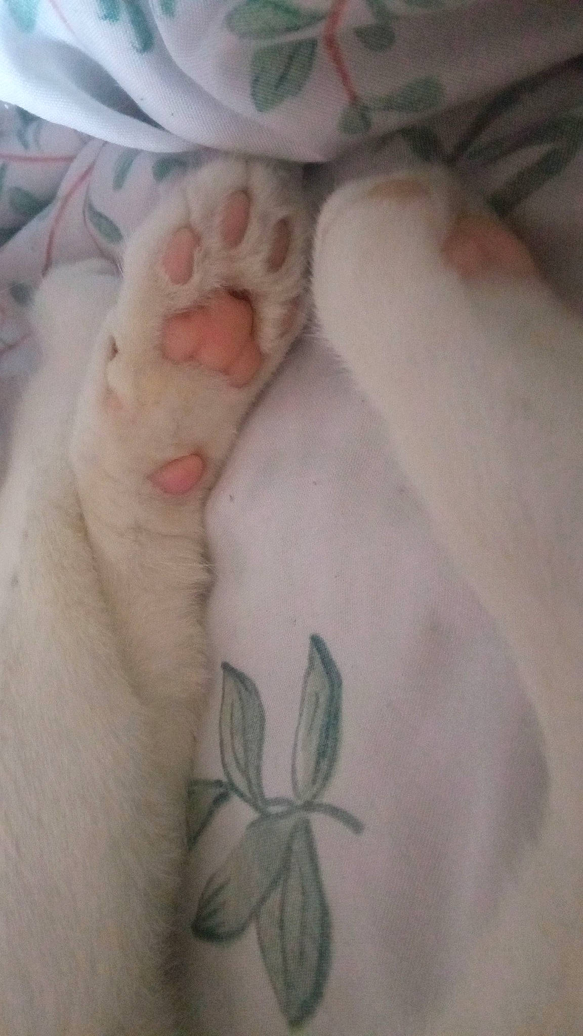 Sethi participe au concours pour gagner de l'argent avec cette photo : carnivore, cat, chest, comfort, felidae, foot, fur, gesture, human_body, human_leg, linens, nail, paw, skin, small_to_medium_sized_cats, tail, toe, trunk, whiskers, wrist